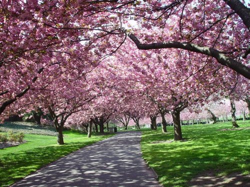 Pohon-Pohon Berbunga Yang Menakjubkan Dari Seluruh Dunia